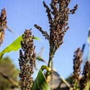 Mennonite Sorghum growing at the Baker Creek farm with the autumn blue sky as backdrop.