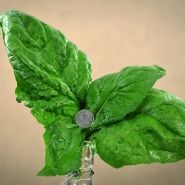 A trio of large Giant Noble Spinach leaves in bottle with a quarter to show size against a tan background.