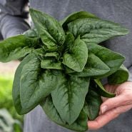 Hands holding a freshly harvested bouquet of Merlo Nero Spinach