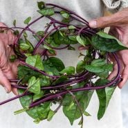 Hands holding a wreath made of Red Malabar Spinach in the gardens at Baker Creek.