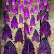 Colorful Red Orach leaves arranged on a weathered wooden background. Image by Lucy Hutchins.