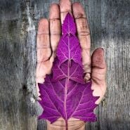 Hand holding four Red Orach leaves against a wooden background. Image by Lucy Hutchins.
