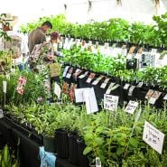 People perusing plants at vendor booth at the Baker Creek Spring Planting Festival.