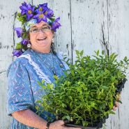 A Baker Creek employee smiles while holding a flat of blueberries at the Baker Creek Spring Planting Festival.