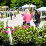 Plants and crowd at the Baker Creek Spring Planting Festival.