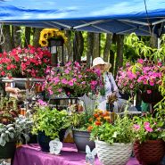A colorful plant vendor booth at the Baker Creek Spring Planting Festival.