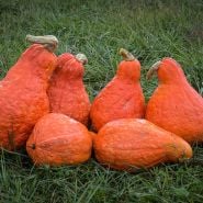 Half dozen Boston Marrow Winter Squash in a grassy field at the Baker Creek farm in Missouri.