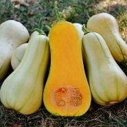 A half dozen Burpee's Butterbush Butternut Winter Squash with one cut open on a grass background.