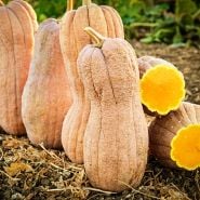 Butternut Rogosa Violina Gioia Winter Squash in the fields of the Baker Creek trial farm in CA.
