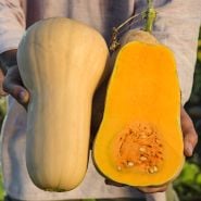 Man holding a cut open Butternut-Waltham Winter Squash in a squash field.