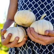 A girl holding three Chinese Miniature White Winter Squash in the field.