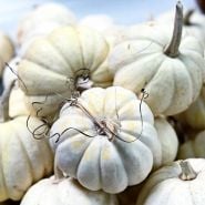A mini pile of Chinese Miniature White Winter Squash.