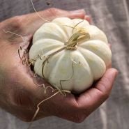 Close-up of a hand holding a single Chinese Miniature White Winter Squash.