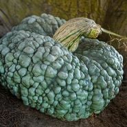 Crespo Squash
