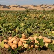 A pile of Butternut-Waltham Winter Squash in the field at the Baker Creek trial farm in California.