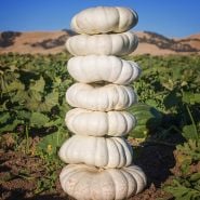 A stack of Flat White Boer Pumpkin Winter Squash in the field at the Baker Creek trial farm in California.