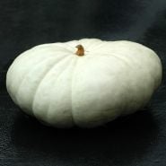 A single Flat White Boer Pumpkin Winter Squash on a black background.