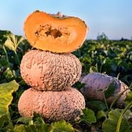 Cut and whole Galeux D' Eysines Winter Squash stacked like a tower in the squash field in the early morning sun.