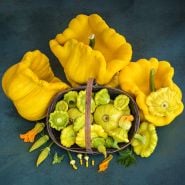A basket full of young Gelber Englischer Custard Summer Squash surrounded by squash.