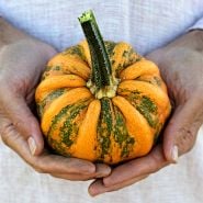 Hands holding a single Kamo Kamo Summer Squash in the winter squash stage of maturity.