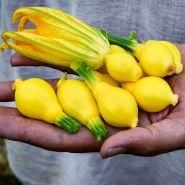 Hand holding a bunch of young Lemon Summer Squash with a bloom.