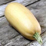 Odessa Summer Squash in the mature winter squash stage on wooden background.