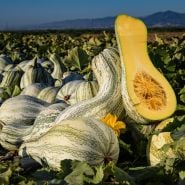 A freshly harvested pile of Green Striped Cushaw Winter Squash with one cut open. 