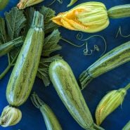 Caserta Summer Squash with leaves and blooms on dark blue background.