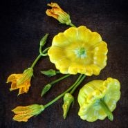 A couple of Gelber Englischer Custard Summer Squash with blooms on dark brown background.