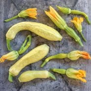 Rugosa Friulana Summer Squash with blooms arranged on metal background.