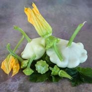 White Scallop Summer Squash on leaves with a bloom on an earth-toned background.