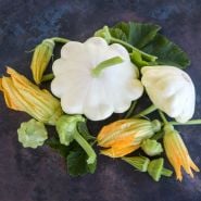 White Scallop Summer Squash With leaves and blooms on rustic background.