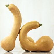 Canada Crookneck Winter Squash posing on high key background.