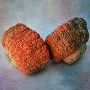 A couple of whole Essex Hybrid Winter Squash on pastel background.
