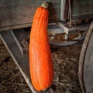 A single Gete Okosomin or Kentucky Winter Squash resting on the end of wooden covered wagon.