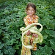 A little smiles as she holds an armfull of Zucchino Rampicante Summer Squash in a squash field.
