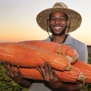 A farmer in a straw hat holding a bountiful harvest of Gete Okosomin or Kentucky Winter Squash in the field.