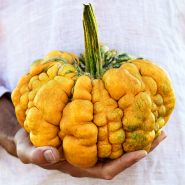 A gardener's hand holding a single Guicoy Winter Squash in the field.