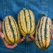 Hands holding a trio of freshly harvested Honey Boat Delicata Winter Squash.