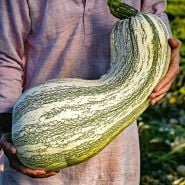 Farmer holding a large Green Striped Cushaw Winter Squash at the Baker Creek Trial farm in California.