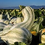 Green Striped Cushaw Winter Squash in the field with Northern California mountains in the background.