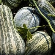 Close-up of Green Striped Cushaw Winter Squash in the field.