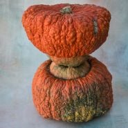 Essex Hybrid Squash stacked on light, streaked background.