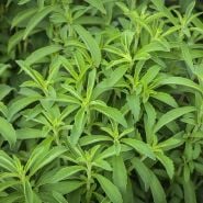 Stevia leaves growing in garden