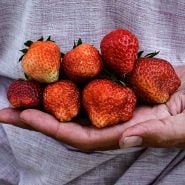 Close-up of hand holding freshly picked Pantagruella Strawberries.