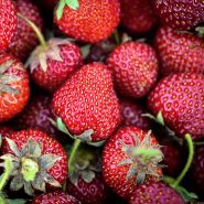 A cluster of freshly harvested Old North Sea Strawberries.