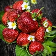 Whole Old North Sea Strawberries with foliage and blooms arranged on rustic wood background.