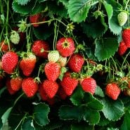 Mature Pantagruella Strawberry plants iproducing tons of fruit in a greenhouse at Baker Creek.