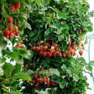 Mature Pantagruella Strawberry plant bearing a productive amount of berries.