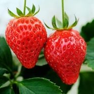 A close-up of a pair of Pantagruella Strawberry fruits on the vine.